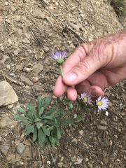 Townsendia grandiflora