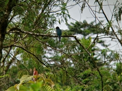 Trogon caligatus