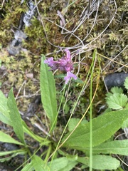 Pedicularis verticillata