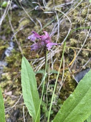 Pedicularis verticillata