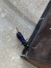 Urocerus cressoni