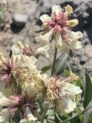 Penstemon confertus