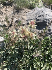 Penstemon confertus