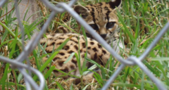Leopardus