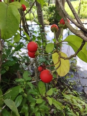 Lycianthes lenta