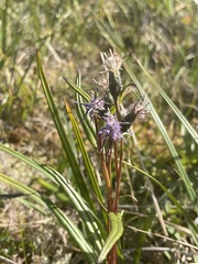 Saussurea angustifolia