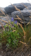 Gentianopsis detonsa
