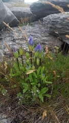 Gentianopsis detonsa
