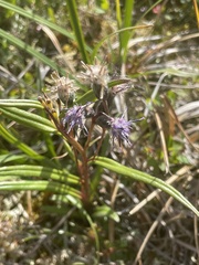 Saussurea angustifolia