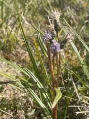 Saussurea angustifolia