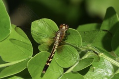 Erythrodiplax fervida