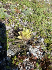 Castilleja hyperborea