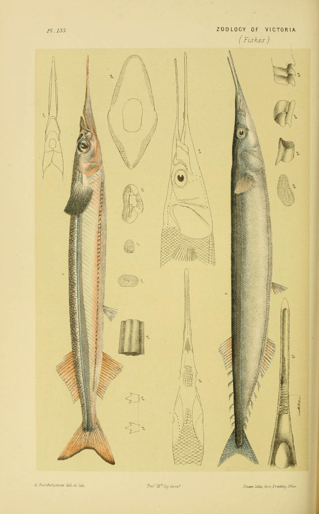 Skipper