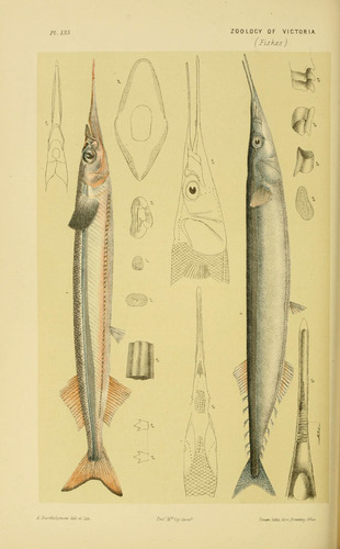 Atlantic Saury