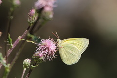 Colias alexandra