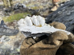Ovibos moschatus