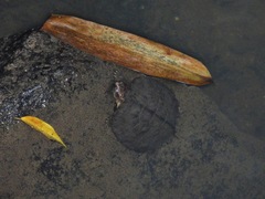 Notochelys platynota