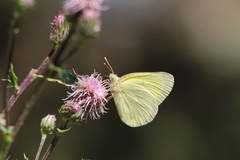 Colias alexandra