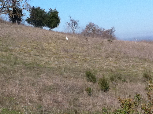 Ardea alba
