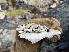 Ovibos moschatus
