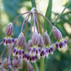 Asclepias quinquedentata