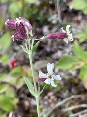 Silene repens