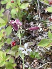 Silene repens