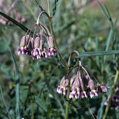 Asclepias quinquedentata