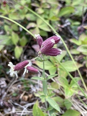 Silene repens