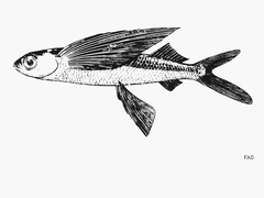 Sailor Flyingfish photo 2