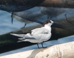 Sterna hirundo
