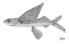 Bluntnose Flyingfish photo 3