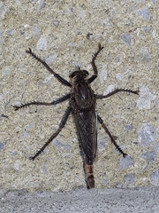 Proctacanthus milbertii