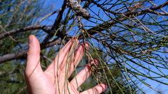 Casuarina obesa