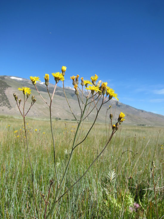 Crepis runcinata