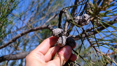 Casuarina obesa