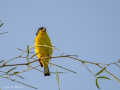 Spinus psaltria psaltria