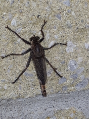 Proctacanthus milbertii