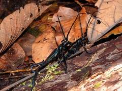 Callichroma auricomum