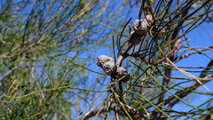 Casuarina obesa