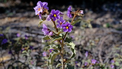 Solanum lasiophyllum