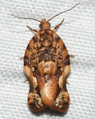 Argyrotaenia citharexylana