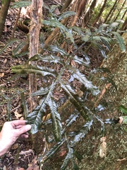 Hicksbeachia pinnatifolia