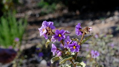 Solanum lasiophyllum