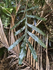 Hicksbeachia pinnatifolia