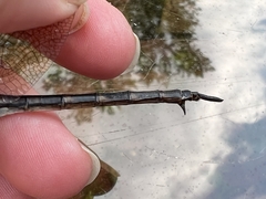 Somatochlora williamsoni