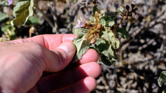 Solanum lasiophyllum