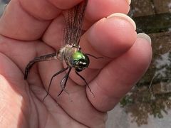 Somatochlora williamsoni