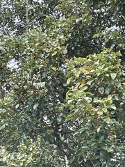 Megascops cooperi