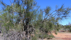 Casuarina obesa